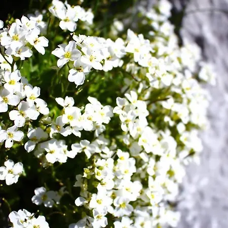 Apartment-chalet Moedlinghof * Hopfgarten im Brixental