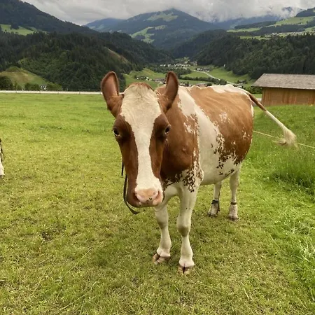 Apartment-chalet Moedlinghof Farm stay