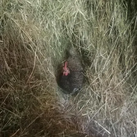 Apartment-chalet Moedlinghof * Hopfgarten im Brixental