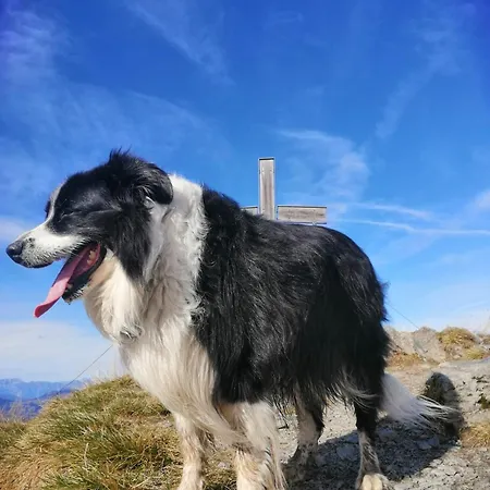 Çiftlik konaklama Apartment-chalet Moedlinghof *